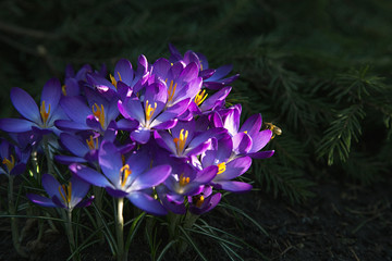 spring crocus flowers