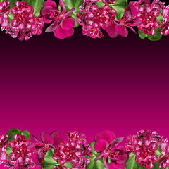 Obraz na płótnie Canvas Beautiful floral background of burgundy pelargonium. Isolated 