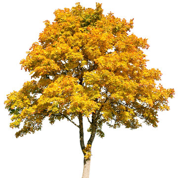 Acer platanoides - Spitz-Ahorn