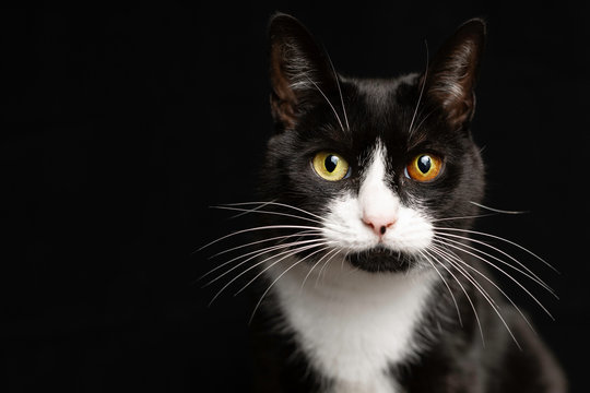 Petit chat noir et blanc avec des yeux vairons