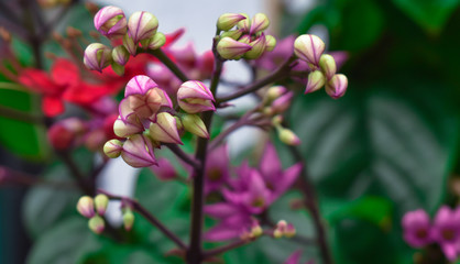 Flower buds that begin to grow with natural background in blurry