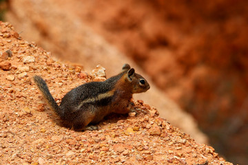Squirrel at Bryce Canyon National Park is a United States National Park in Utah's Canyon Country.