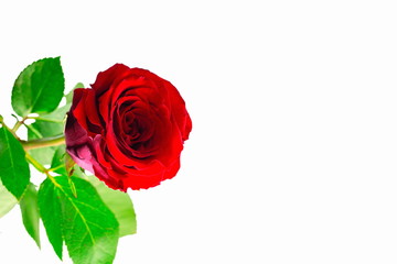 Gorgeous red rose close up view isolated. Beautiful backgrounds. Red Rose backgrounds. Valentine day backgrounds. Love. Feelings.