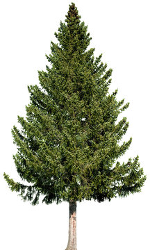Picea abies -  Gemeine Fichte