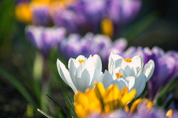 crocuses in the garden