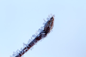 Frozen buds