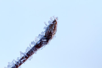 Frozen buds