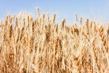 Wheat Tops