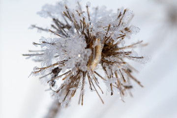 Ice the dry blade of grass