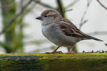 Sperlingsvogel - Passeriformes