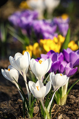 Fototapeta premium crocuses in the garden
