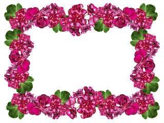 Beautiful floral frame of burgundy pelargonium. Isolated  