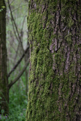 muschio sulla corteccia di un'albero