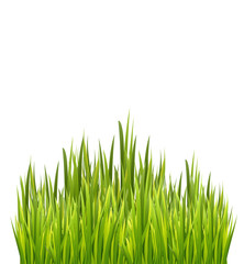 Obraz premium Fresh green grass border isolated on white background. Vector illustration