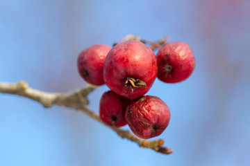 Dried wild apples close up