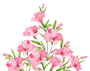 Alstromeria pink branch isolated on white. Tropical background of Beautiful alstroemeria for your personal design. Vector illustration.
