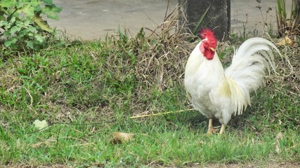 Beautiful  chicken walk on lawn background.
