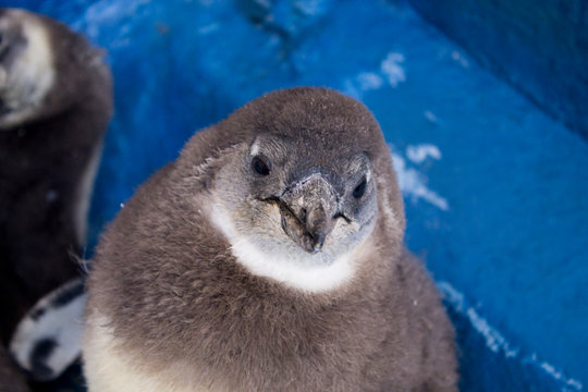 African Penguin Chick