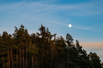 Fir forest at dusk with the moon in the background on a blue sky