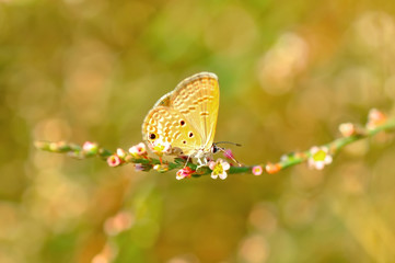 Closeup   beautiful butterfly sitting on flower