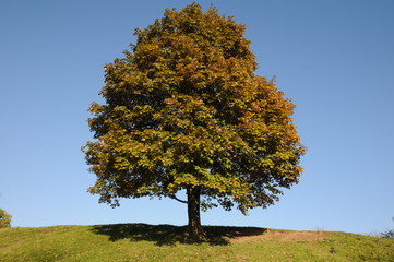 Acer pseudoplatanus - Berg-Ahorn