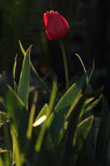 red tulip in the setting sun