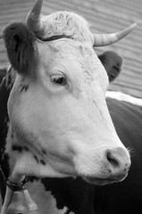 The cow stands in the yard near the barn.