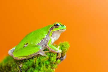 Beautiful Europaean Tree frog Hyla arborea - Stock Image