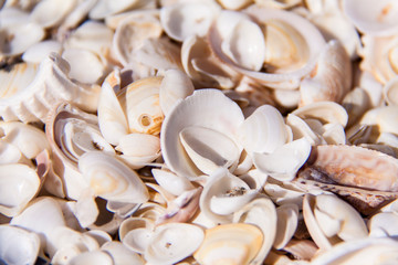 Conchas en la playa