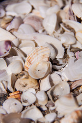 Conchas en la playa