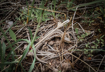 Pregnant viviparous lizard, Zootoca vivipara, in the wild nature