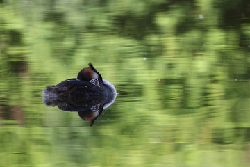 Perfect reflection of a sleeping great crested grebe with youngster on his back