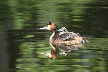 Fototapeta premium Great crested grebe swimming on a lake with fledgling on his back