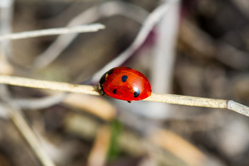 Ladybird on a blade of grass