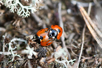Ladybugs mating closeup