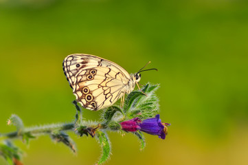Closeup   beautiful butterfly sitting on flower