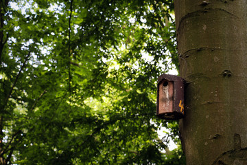 The bird’s nest on tree in the wood in Berlin, Germany