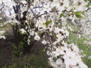 blooming cherry tree in spring