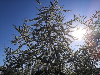 tree and blue sky