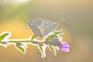 Closeup   beautiful butterfly sitting on flower