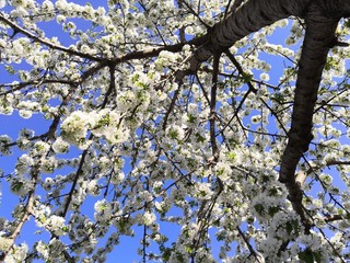 cherry tree blossom