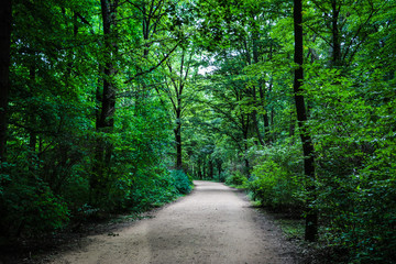 Road in the natural place