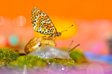 Closeup butterfly on Snail