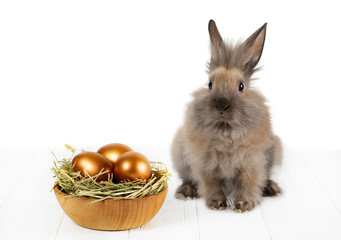 Cute fluffy rabbit and wooden plate with hay and Golden Easter eggs on white background