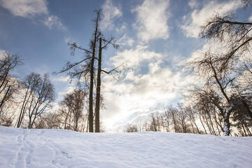 Obraz premium winter landscape with trees and blue sky