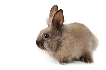 little fluffy rabbit on a white background