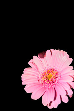 Fleure rose sur fond noir