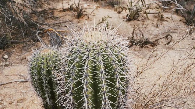 Close-up camera moves around two small fishhook barrel cactus plants growing together in dry Arizona desert landscape.