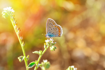 Closeup   beautiful butterfly sitting on flower