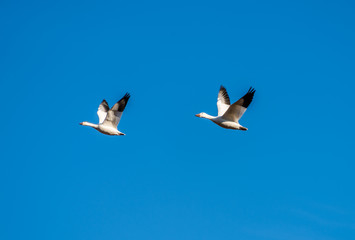 A Pair of Snow Geese Fly Over Middle Creek Wildlife Management Area in Pennsylvania